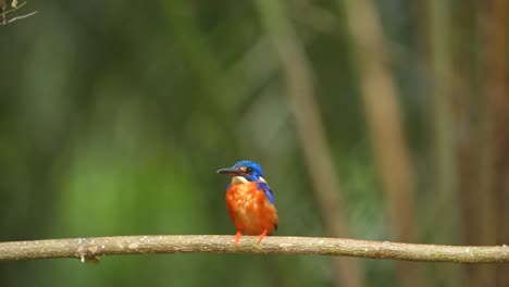 a-Blue-eared-kingfisher-bird-bobbed-its-head,-defecated-and-then-left