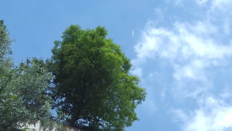 View-of-passing-plane-above-trees