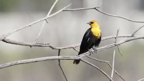 Male-Yellow-headed-Blackbird-grooms-plumage-perched-on-dry-branch