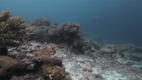 Vuelo-Submarino-Sobre-Un-Arrecife-De-Coral-De-Aguas-Profundas-Repleto-De-Vida-Marina,-Que-Muestra-La-Impresionante-Diversidad-De-Corales-Y-Peces-En-Las-Cristalinas-Aguas-Azules-De-Raja-Ampat-En-Indonesia