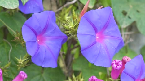Close-up-view-of-purple-morning-glory-flower-moving-in-the-wind