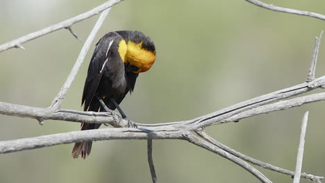 Yellow-headed-Blackbird-male-perched-on-dry-branch-grooms-feathers