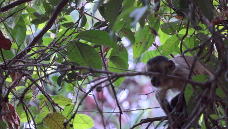 Young-Black-striped-Capuchin-monkey-eating-fruit-in-the-canopy-Serra-das-almas-reserve,-Brazil