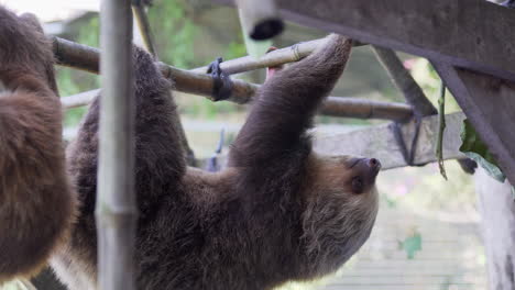 Costa-Rican-three-toed-sloths-Rehabilitating-at-a-Rescue-Facility