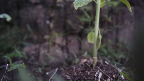 Going-down-on-a-young-sunflower-plant,-showing-the-leaves-with-bite-holes,-the-stems-and-anything-else