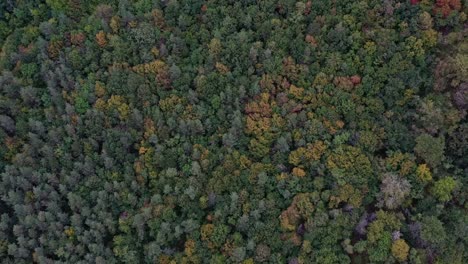 Aerial-view-of-colorful-trees-in-dense-forest