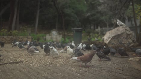 Flock-of-pigeons-searching-for-food-in-a-park-in-slow-motion-in-Athens,-Greece