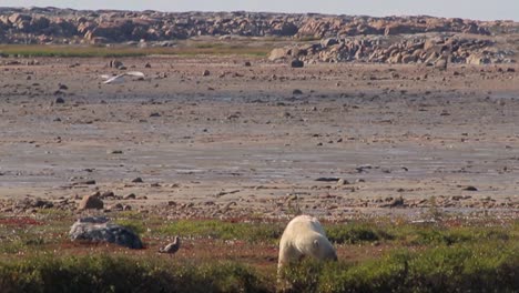 Polar-bear-on-side-of-pond-during-summer