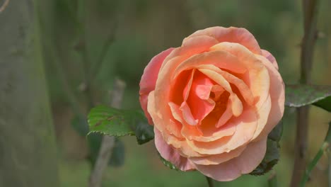A-dewy-rose-waving-in-the-wind