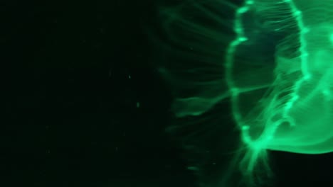 Jellyfish-in-a-collurfully-lit-aquarium.-4K