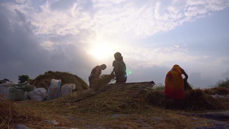 Boro-paddy-is-grown-in-large-quantities-in-summer-Asian-countries