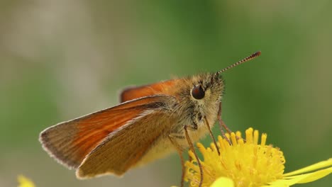 A-Skipper-Butterfly-perched-on-a-yellow-flower