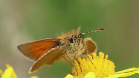 A-Skipper-Butterfly-on-a-Ragwort-flower