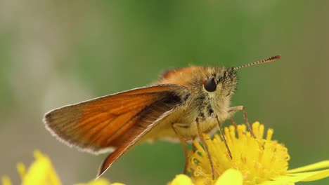 A-Skipper-Butterfly-perched-on-a-bright-yellow-flowerhead