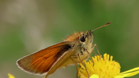 A-Skipper-Butterfly-resting-on-a-Ragwort-flower-in-early-Summer