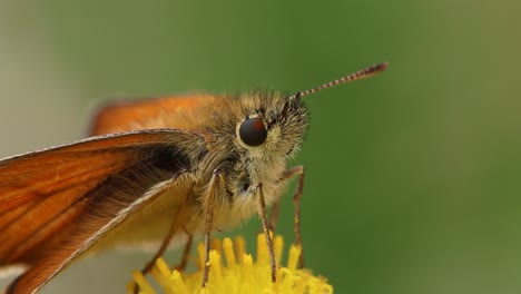 A-closeup-of-the-head-of-a-Skipper-Butterfly-perched-on-a-Ragwort-flower