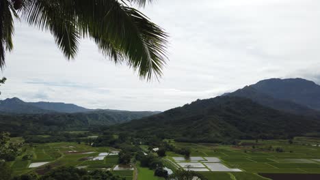 4K-Hawaii-Kauai-Faster-Pan-left-to-right-Hawaiian-fields-and-mountains-with-coconut-tree-in-foreground
