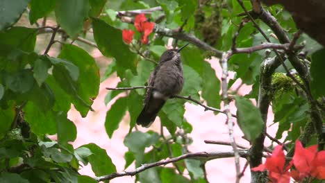 A-small,-beautiful-Brown-Violetear-Hummingbird-sticking-it's-ears-out-and-listening-for-calls,-also-sticking-it's-tongue-out-to-clean-for-residual-nectar---Tilt-up