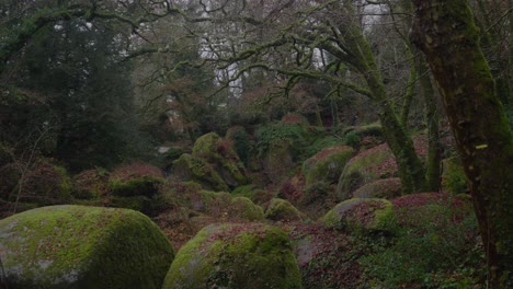 Locked-Off-View-Of-Green-Moss-Covered-Boulders-In-A-Forest-In-Huelgoat,-France