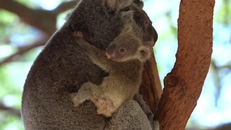 El-Pequeño-Koala-Joey-Se-Aferra-Fuertemente-A-Su-Madre,-Paseando-Con-Curiosidad-Por-Los-Alrededores,-Abrazándose-Y-Mostrando-Amor-Y-Afecto-En-El-árbol,-Toma-De-Cerca