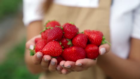 Frische-Reife-Erdbeeren-In-Den-Händen-Einer-Schönen-Frau.