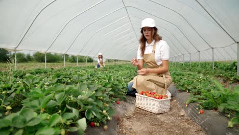 Picking-ripe-strawberries-from-bush.