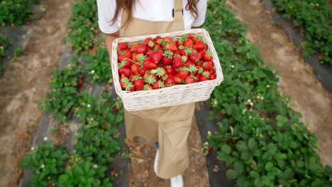 Mujer-Joven-Sosteniendo-Una-Cesta-Con-Sabrosas-Fresas.