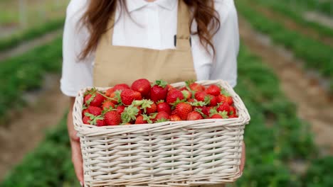 Farmer-holding-fresh-strawberry-in-wicker-basket.