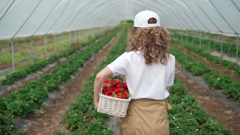 Frau-Geht-Mit-Erdbeeren-Im-Korb-Auf-Der-Plantage-Spazieren.