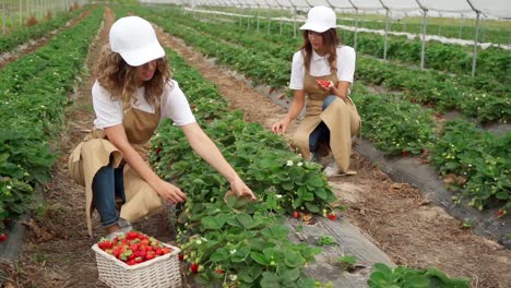 Women-wearing-aprons-collecting-strawberries-harvest-at-plantation.