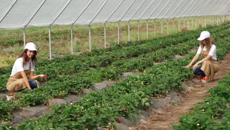 Frauen-Sammeln-Reife-Erdbeeren-Im-Gewächshaus.