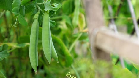 Ripe-green-pea-grow-at-the-garden,-Nobody.-Autumn-harvest